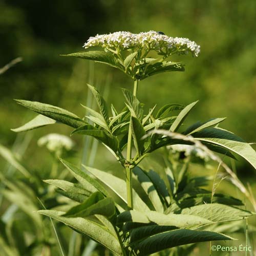 Sureau yèble - Sambucus ebulus