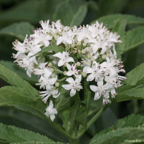 Sureau yèble - Sambucus ebulus