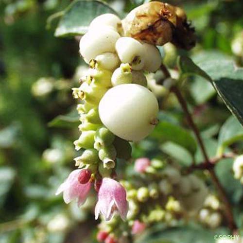 Symphorine blanche - Symphoricarpos albus var. laevigatus