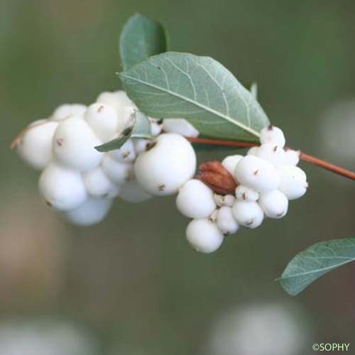 Symphorine blanche - Symphoricarpos albus var. laevigatus