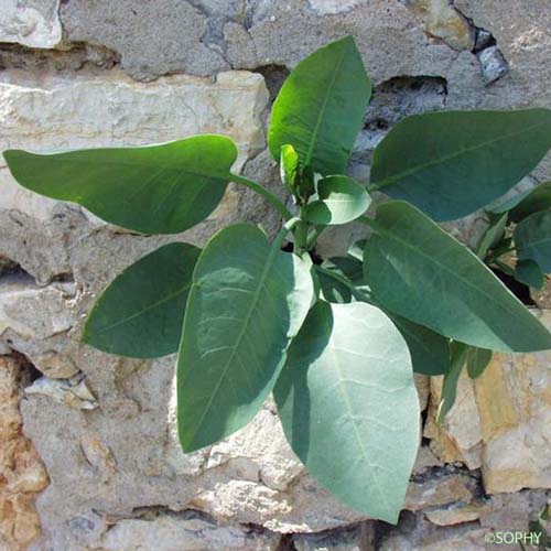 Tabac arborescent - Nicotiana glauca