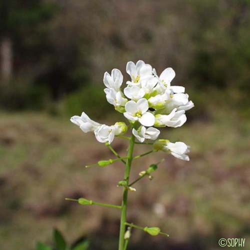 Tabouret des montagnes - Noccaea montana subsp. montana