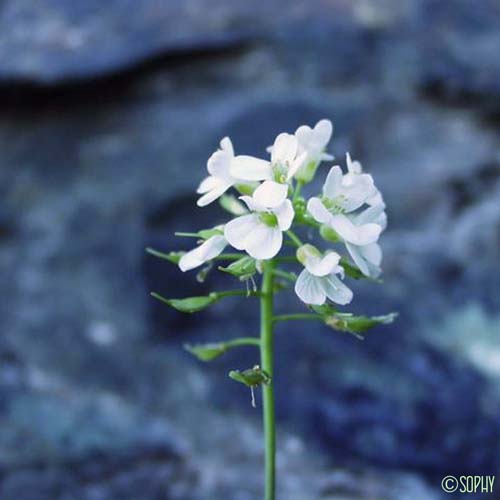 Tabouret du mont Cervin - Noccaea alpestris subsp. sylvium