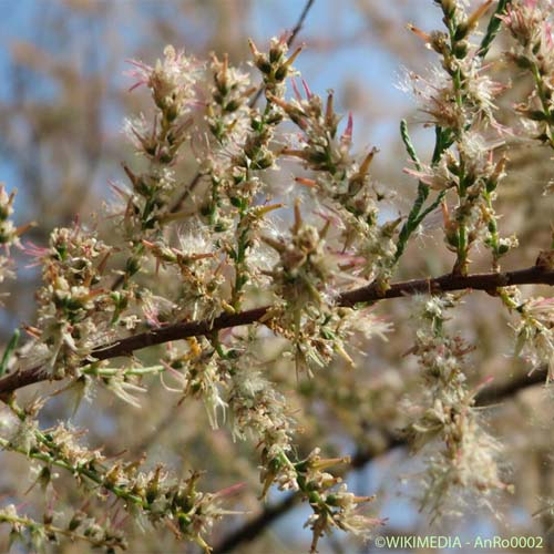 Tamaris commun - Tamarix gallica