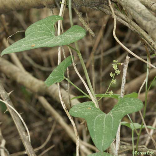 Tamier commun - Dioscorea communis