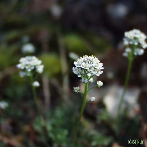 Téesdalie à tige nue - Teesdalia nudicaulis