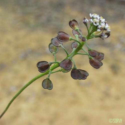 Téesdalie à tige nue - Teesdalia nudicaulis