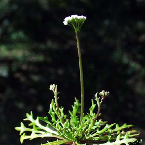 Téesdalie Corne-de-cerf - Teesdalia coronopifolia