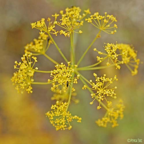 Thapsie velue - Thapsia villosa var. villosa