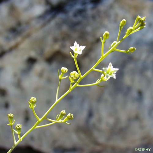 Thésium couché - Thesium humifusum subsp. humifusum