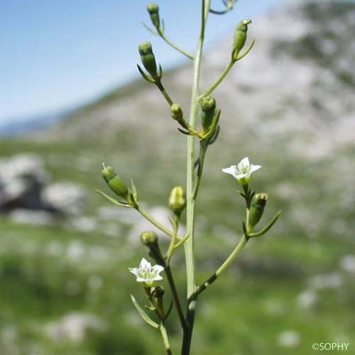 Thésium couché - Thesium humifusum subsp. humifusum