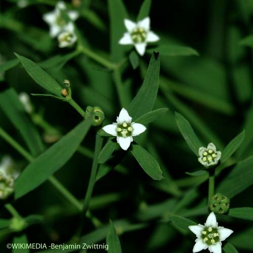 Thésium de Bavière - Thesium linophyllon subsp. montanum
