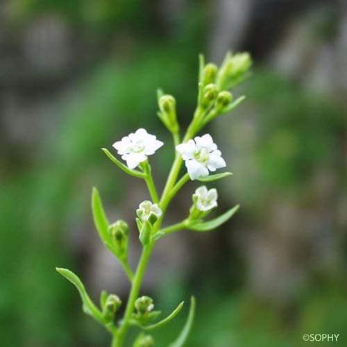 Thésium de Bavière - Thesium linophyllon subsp. montanum