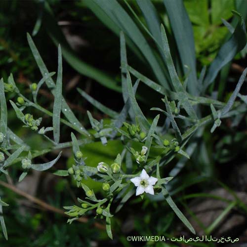 Thésium de Bavière - Thesium linophyllon subsp. montanum