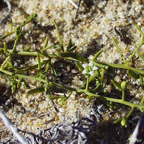 Thésium des Pyrénées - Thesium pyrenaicum subsp. pyrenaicum