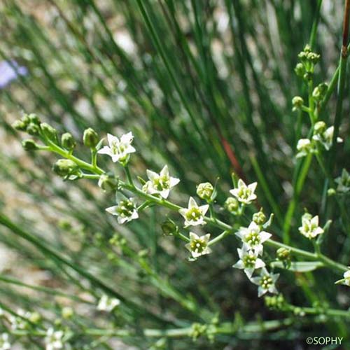 Thésium divariqué - Thesium humifusum subsp. divaricatum