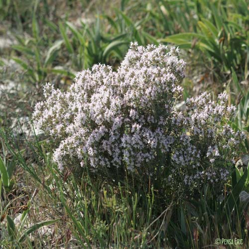 Thym - Thymus vulgaris subsp. vulgaris