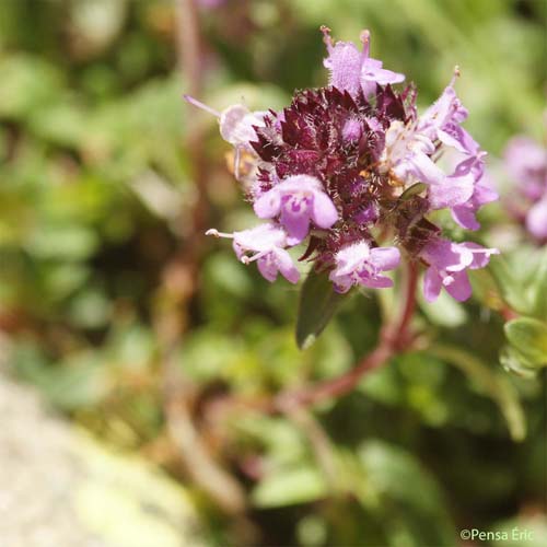 Thym à pilosité variable - Thymus polytrichus