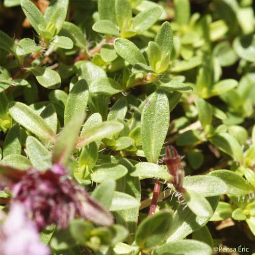 Thym à pilosité variable - Thymus polytrichus