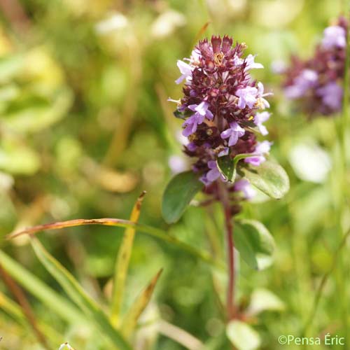 Thym faux pouliot - Thymus pulegioides var. pulegioides