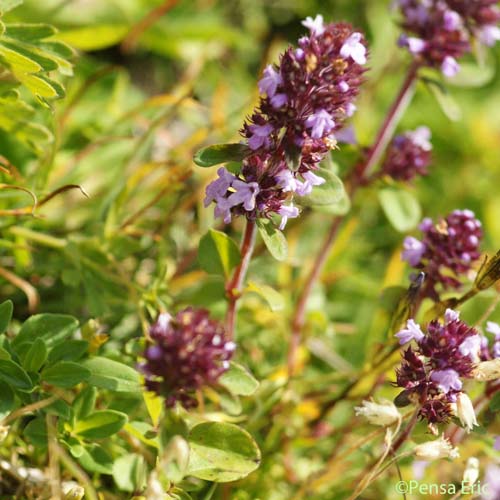 Thym faux pouliot - Thymus pulegioides var. pulegioides