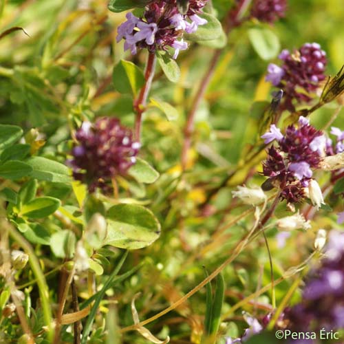 Thym faux pouliot - Thymus pulegioides var. pulegioides