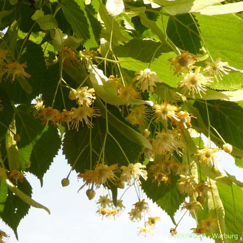 Tilleul à grandes feuilles - Tilia platyphyllos