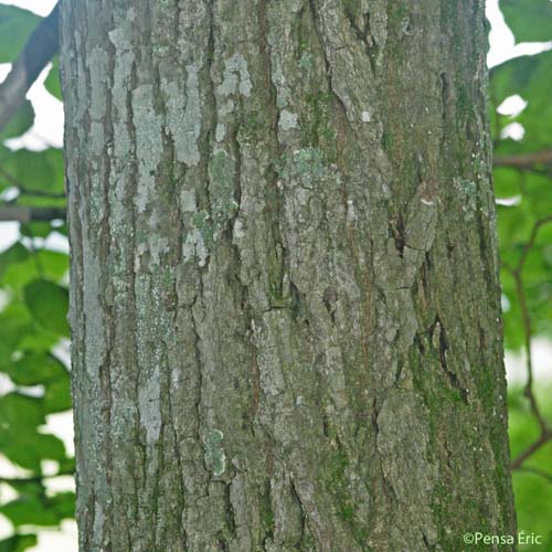 Tilleul à grandes feuilles - Tilia platyphyllos