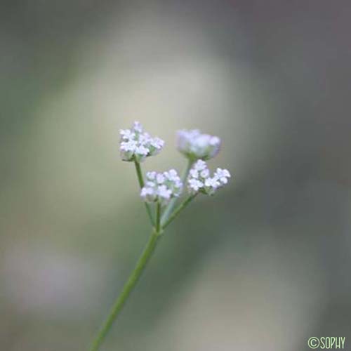 Torilis à feuilles étroites - Torilis leptophylla