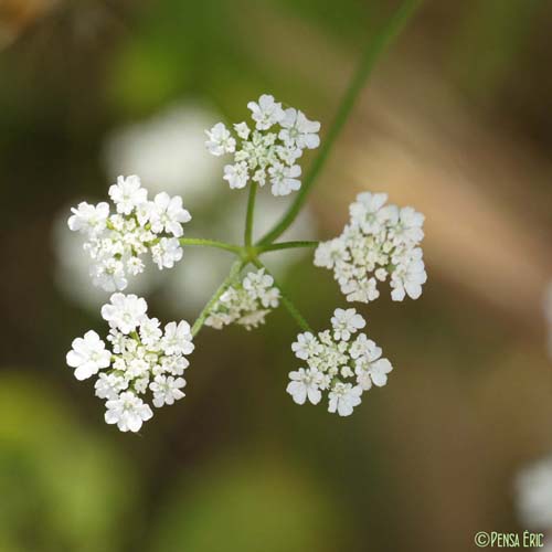 Torilis des champs - Torilis arvensis subsp. arvensis