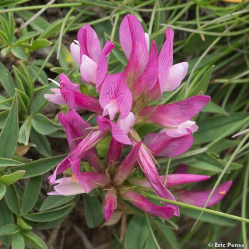 Trèfle alpin - Trifolium alpinum