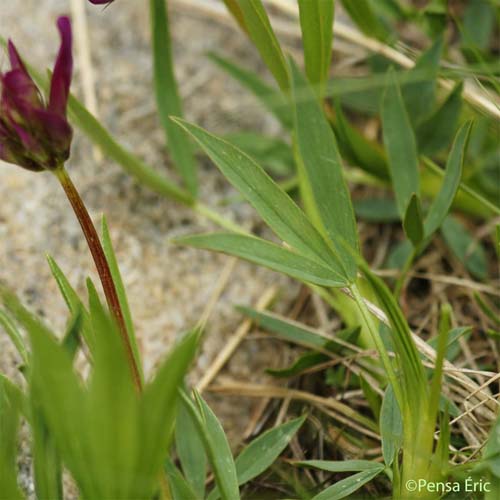 Trèfle alpin - Trifolium alpinum