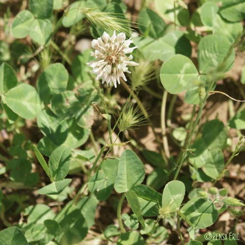 Trèfle blanc - Trifolium repens var. repens