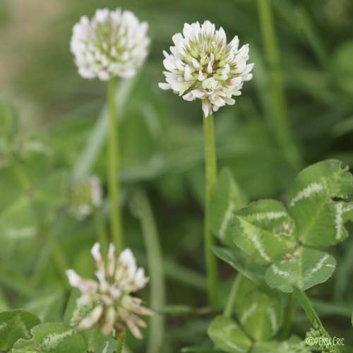 Trèfle blanc - Trifolium repens var. repens