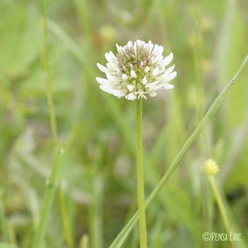 Trèfle blanc - Trifolium repens var. repens