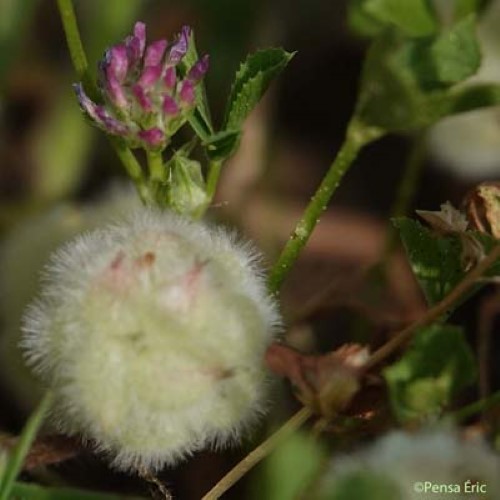 Trèfle cotonneux - Trifolium tomentosum