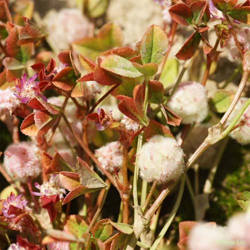 Trèfle cotonneux - Trifolium tomentosum