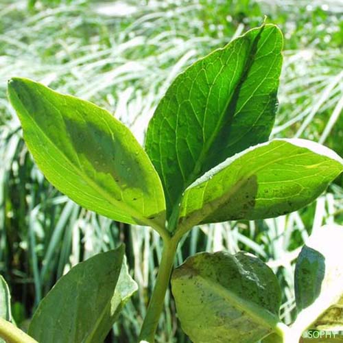 Trèfle d'eau - Menyanthes trifoliata