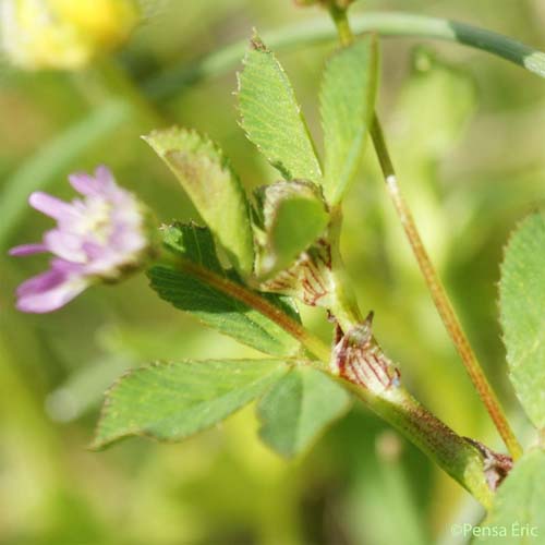 Trèfle de Jamin - Trifolium isthmocarpum