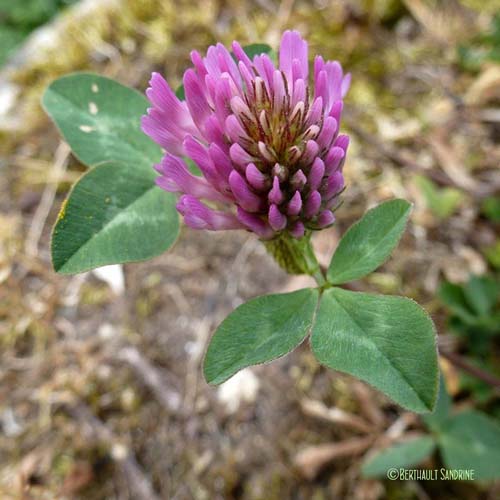 Trèfle des prés - Trifolium pratense var. pratense