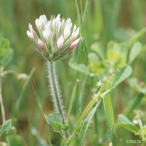 Trèfle étoilé - Trifolium stellatum