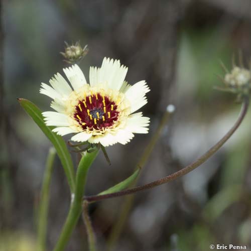 Trépane en ombelle - Tolpis umbellata