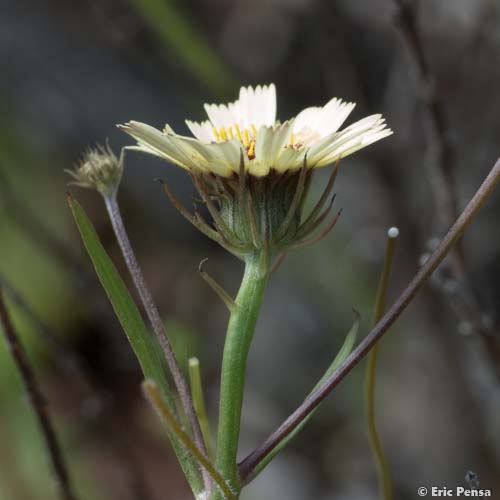 Trépane en ombelle - Tolpis umbellata