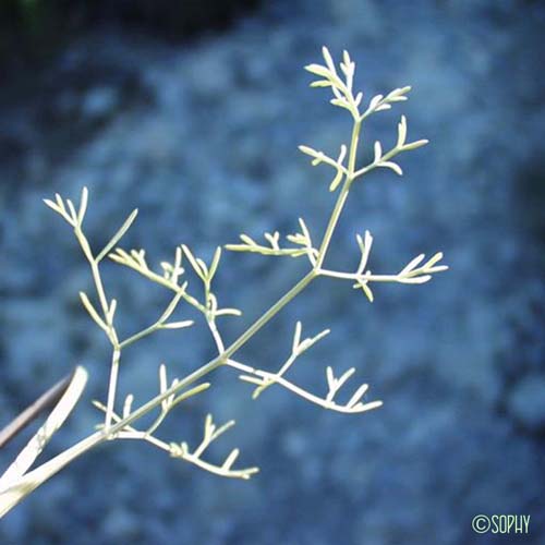 Trinie glauque - Trinia glauca subsp. glauca