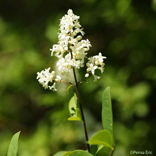 Troène commun - Ligustrum vulgare