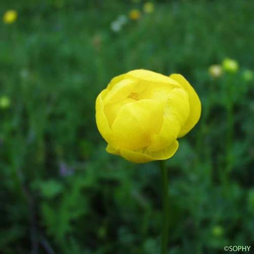 Trolle - Trollius europaeus