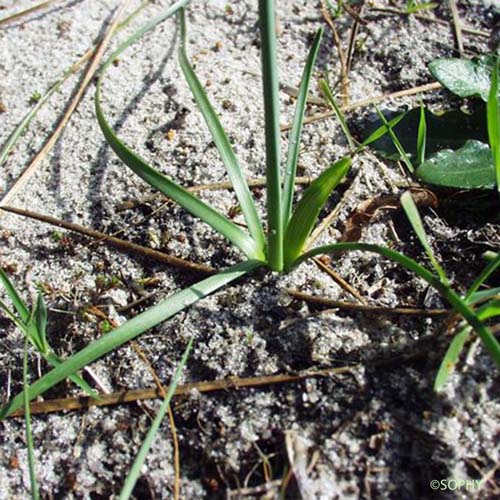 Trompette de méduse - Narcissus bulbocodium subsp. bulbocodium