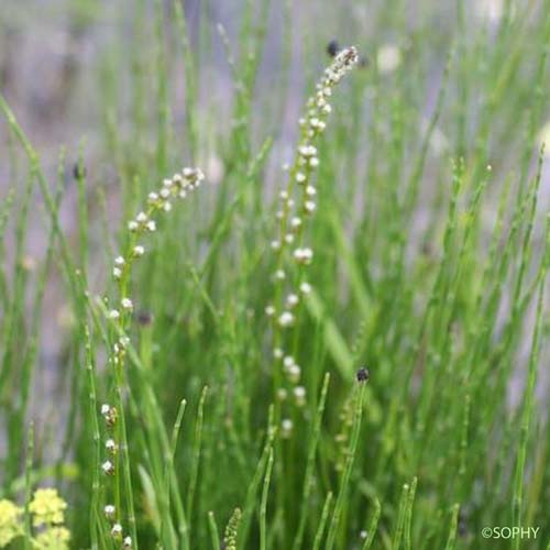 Troscart des marais - Triglochin palustre