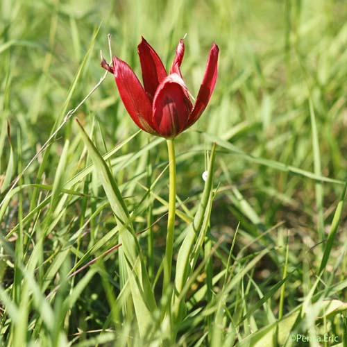 Tulipe d'Agen - Tulipa agenensis