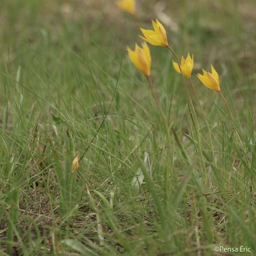 Tulipe du Midi - Tulipa sylvestris subsp. australis